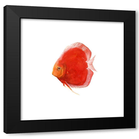 Discus Fish V Black Modern Wood Framed Art Print with Double Matting by Scarvey, Emma