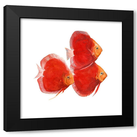 Discus Fish VI Black Modern Wood Framed Art Print with Double Matting by Scarvey, Emma