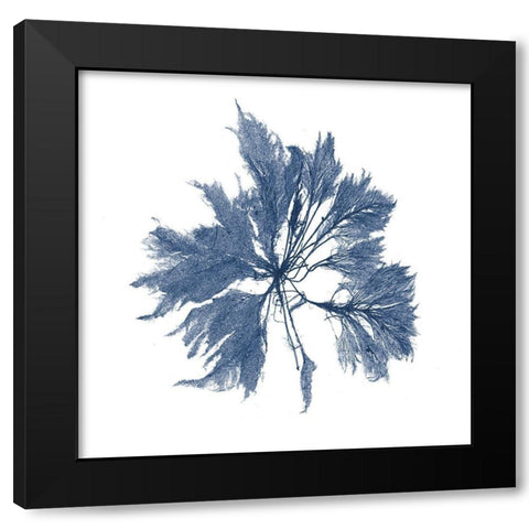 Navy Seaweed I Black Modern Wood Framed Art Print by Vision Studio