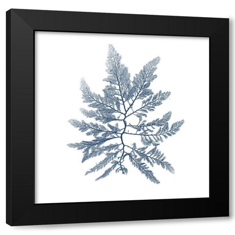 Navy Seaweed II Black Modern Wood Framed Art Print by Vision Studio
