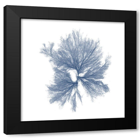 Navy Seaweed III Black Modern Wood Framed Art Print by Vision Studio
