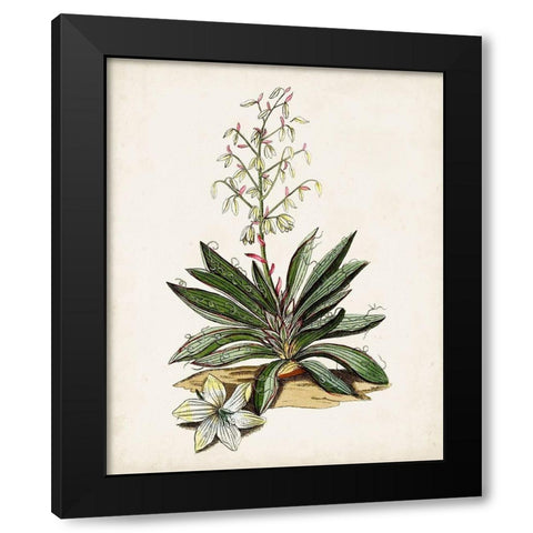 Antique Botanical Study I Black Modern Wood Framed Art Print by Unknown