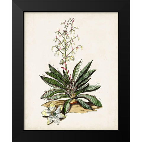 Antique Botanical Study I Black Modern Wood Framed Art Print by Unknown