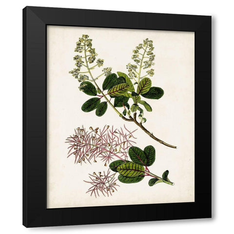 Antique Botanical Study II Black Modern Wood Framed Art Print with Double Matting by Unknown