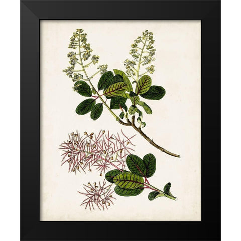 Antique Botanical Study II Black Modern Wood Framed Art Print by Unknown