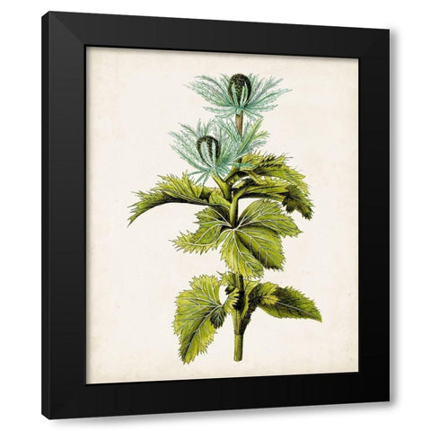 Antique Botanical Study III Black Modern Wood Framed Art Print by Unknown