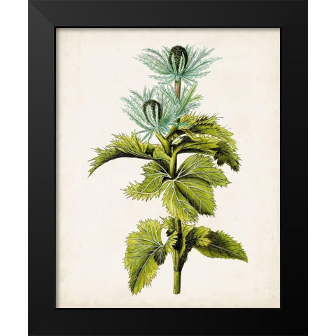 Antique Botanical Study III Black Modern Wood Framed Art Print by Unknown