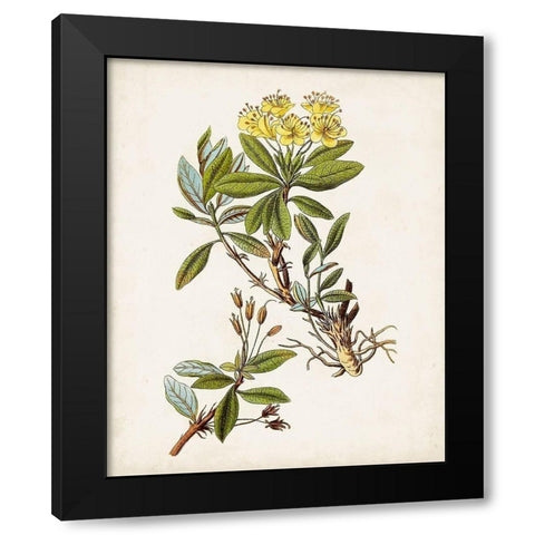 Antique Botanical Study IV Black Modern Wood Framed Art Print by Unknown
