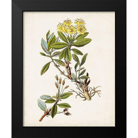 Antique Botanical Study IV Black Modern Wood Framed Art Print by Unknown