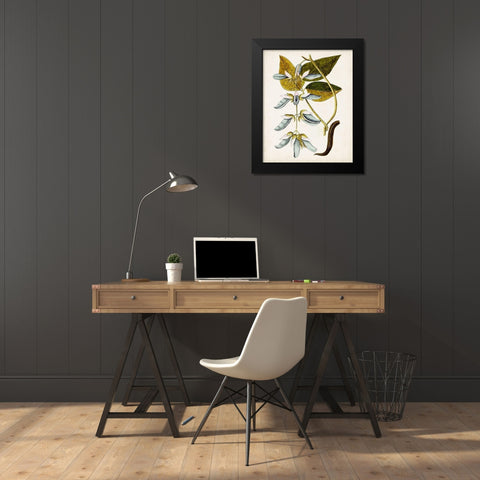Antique Botanical Study V Black Modern Wood Framed Art Print by Unknown