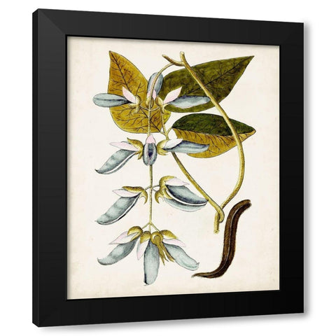 Antique Botanical Study V Black Modern Wood Framed Art Print with Double Matting by Unknown