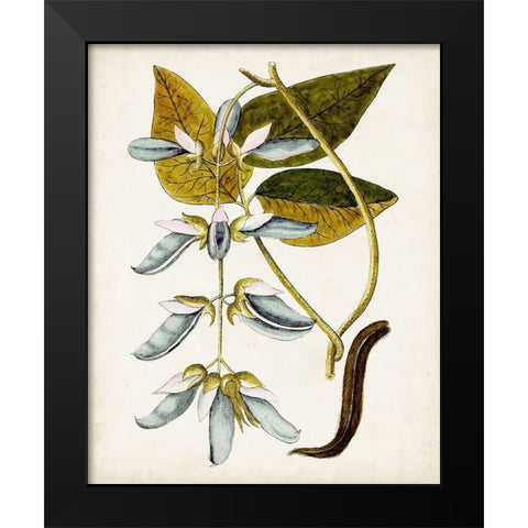 Antique Botanical Study V Black Modern Wood Framed Art Print by Unknown