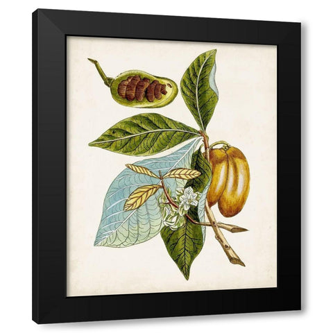 Antique Botanical Study VI Black Modern Wood Framed Art Print by Unknown