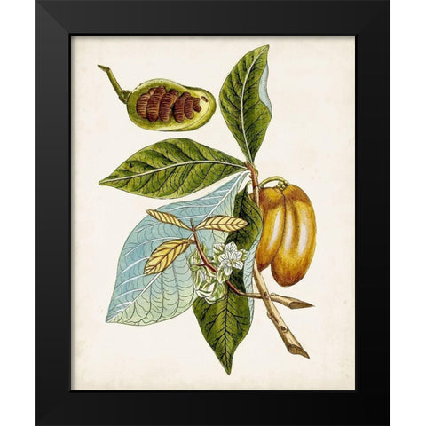 Antique Botanical Study VI Black Modern Wood Framed Art Print by Unknown