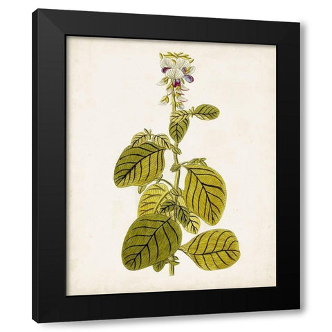 Antique Botanical Study VII Black Modern Wood Framed Art Print with Double Matting by Unknown