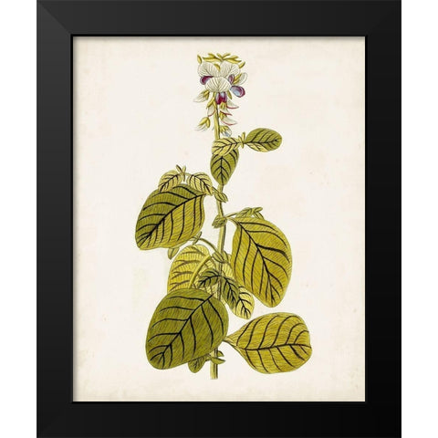 Antique Botanical Study VII Black Modern Wood Framed Art Print by Unknown