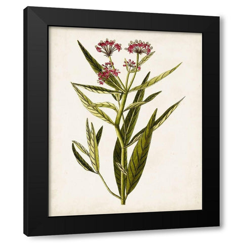 Antique Botanical Study VIII Black Modern Wood Framed Art Print with Double Matting by Unknown