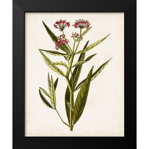 Antique Botanical Study VIII Black Modern Wood Framed Art Print by Unknown