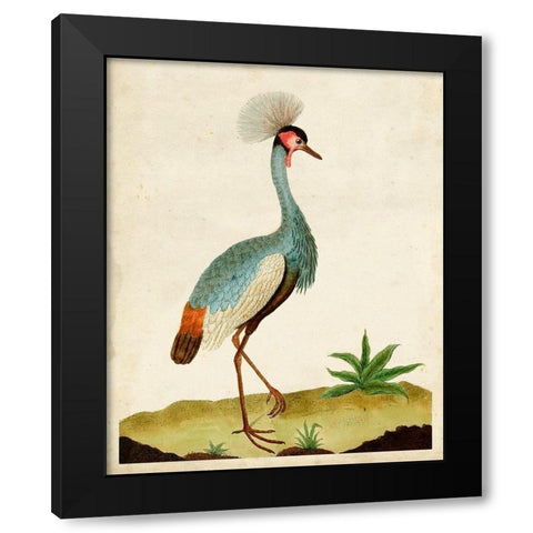 Heron Portrait I Black Modern Wood Framed Art Print with Double Matting by Unknown