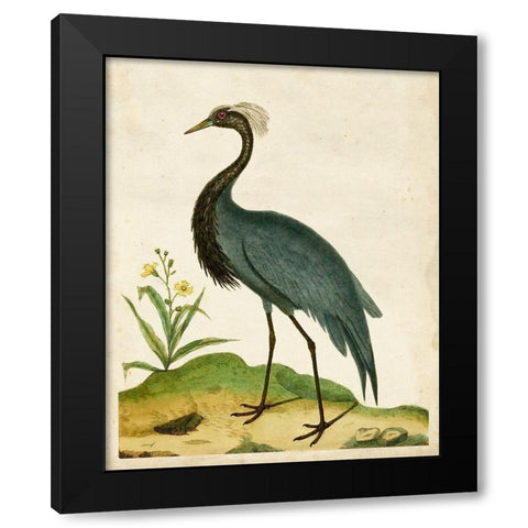 Heron Portrait II Black Modern Wood Framed Art Print with Double Matting by Unknown