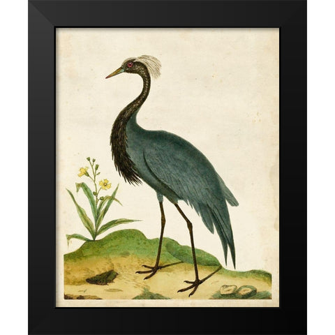 Heron Portrait II Black Modern Wood Framed Art Print by Unknown