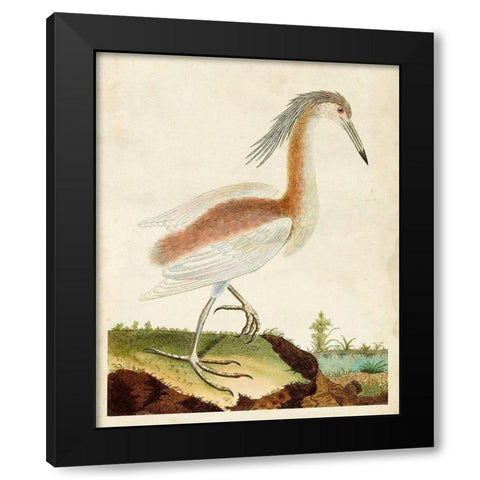Heron Portrait III Black Modern Wood Framed Art Print with Double Matting by Unknown
