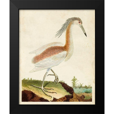 Heron Portrait III Black Modern Wood Framed Art Print by Unknown