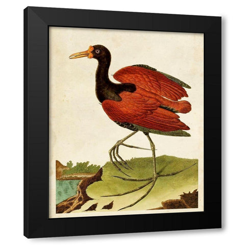 Heron Portrait IV Black Modern Wood Framed Art Print with Double Matting by Unknown