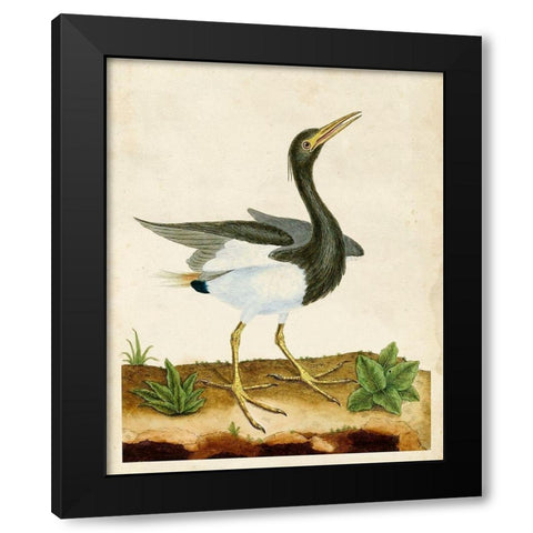 Heron Portrait V Black Modern Wood Framed Art Print by Unknown