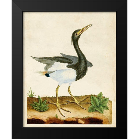 Heron Portrait V Black Modern Wood Framed Art Print by Unknown