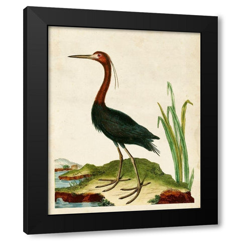 Heron Portrait VI Black Modern Wood Framed Art Print with Double Matting by Unknown