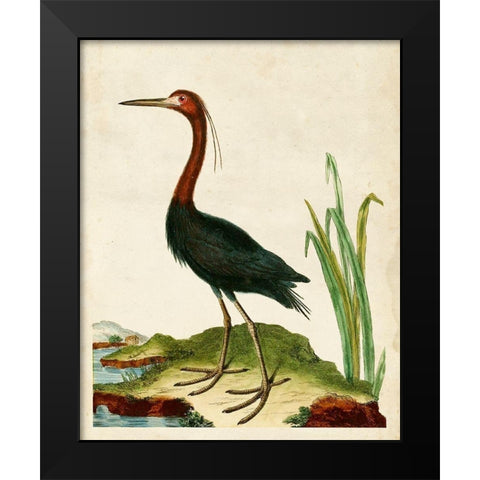 Heron Portrait VI Black Modern Wood Framed Art Print by Unknown