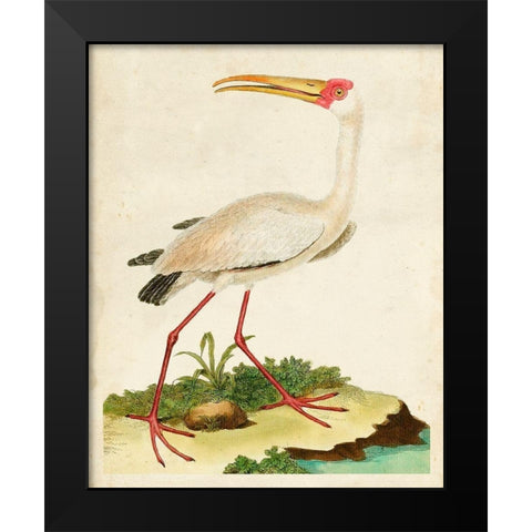 Heron Portrait VII Black Modern Wood Framed Art Print by Unknown