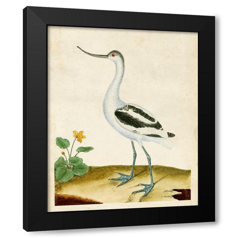Heron Portrait VIII Black Modern Wood Framed Art Print with Double Matting by Unknown