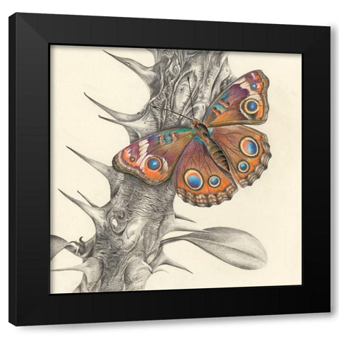 Majestic Butterfly II Black Modern Wood Framed Art Print with Double Matting by Liama, Lily