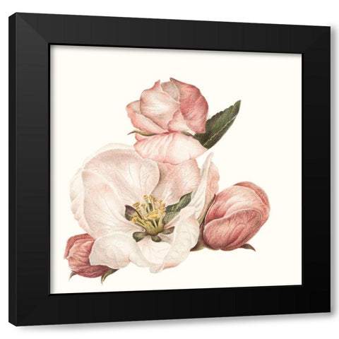 Enlightenment Blossom IV Black Modern Wood Framed Art Print by Liama, Lily