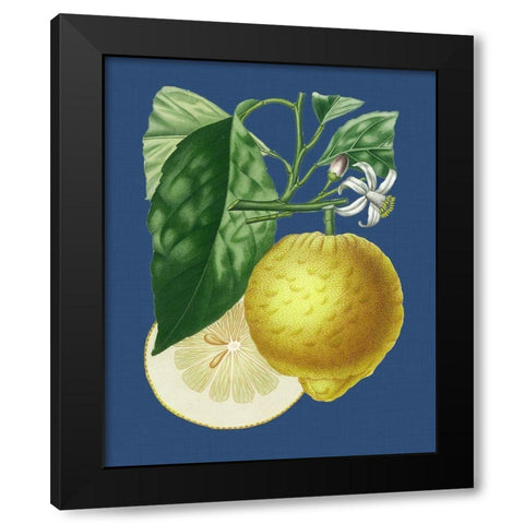 French Lemon on Navy I Black Modern Wood Framed Art Print with Double Matting by Risso, A.