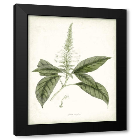 Sage Botanical II Black Modern Wood Framed Art Print with Double Matting by Vision Studio