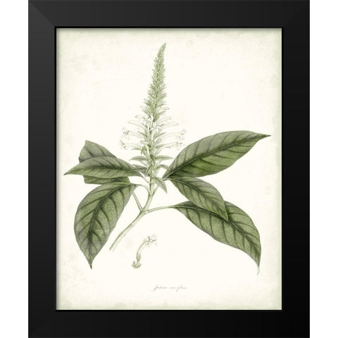 Sage Botanical II Black Modern Wood Framed Art Print by Vision Studio