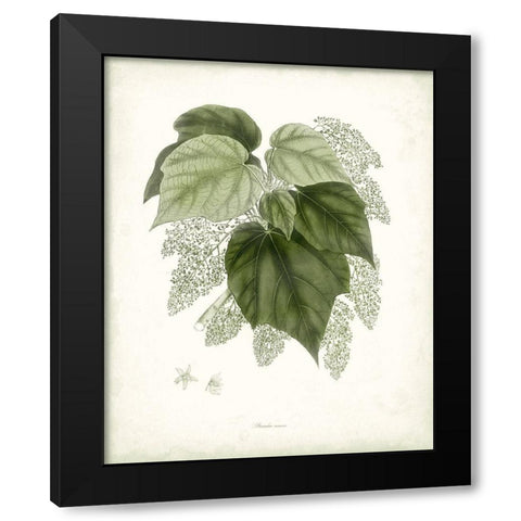 Sage Botanical III Black Modern Wood Framed Art Print with Double Matting by Vision Studio