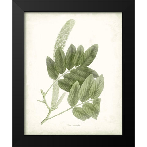 Sage Botanical IV Black Modern Wood Framed Art Print by Vision Studio