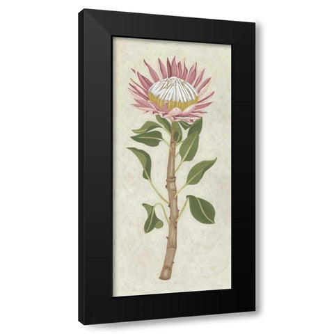 Non-Embellished Protea I Black Modern Wood Framed Art Print with Double Matting by Zarris, Chariklia