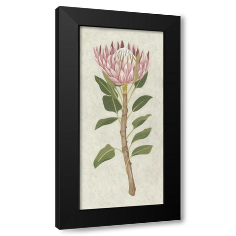 Non-Embellished Protea II Black Modern Wood Framed Art Print with Double Matting by Zarris, Chariklia