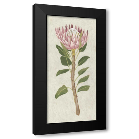 Non-Embellished Protea II Black Modern Wood Framed Art Print by Zarris, Chariklia