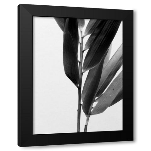 BandW Bamboo II Black Modern Wood Framed Art Print with Double Matting by Stramel, Renee W.