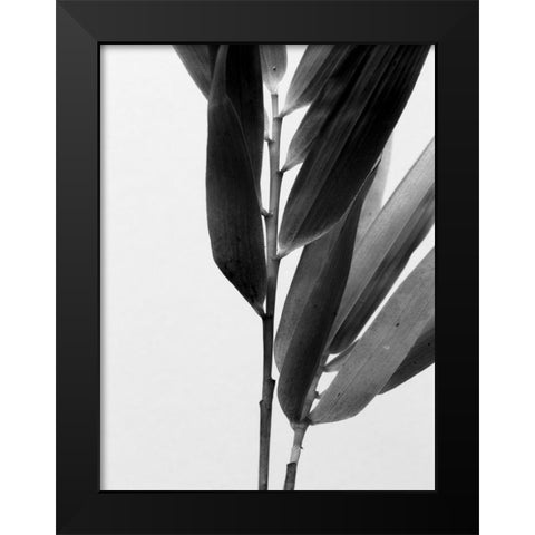BandW Bamboo II Black Modern Wood Framed Art Print by Stramel, Renee W.