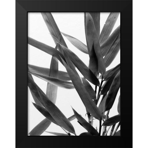 BandW Bamboo IV Black Modern Wood Framed Art Print by Stramel, Renee W.