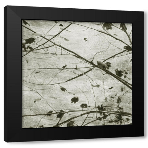 Laced Sky IV Black Modern Wood Framed Art Print by Chandler, Sharon
