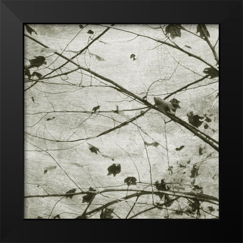 Laced Sky IV Black Modern Wood Framed Art Print by Chandler, Sharon