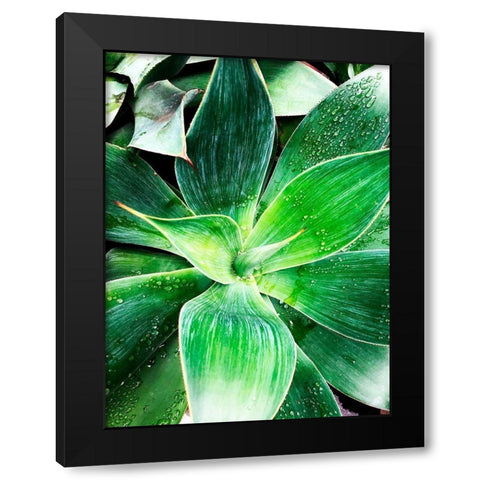 Green Tropical Succulent IV Black Modern Wood Framed Art Print with Double Matting by Orlov, Irena